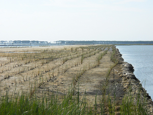 waterfront-salt-marsh-restoration